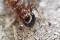 Pheidole crassicornis
