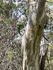 Glossopsitta concinna