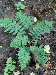 Dryopteris goldieana
