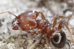 Pheidole crassicornis