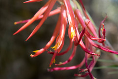 Pitcairnia robert-downsii