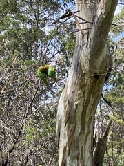 Glossopsitta concinna