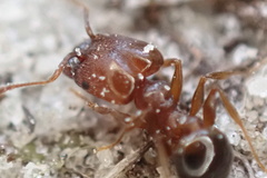 Pheidole crassicornis