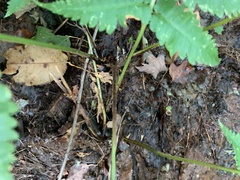 Dryopteris goldieana