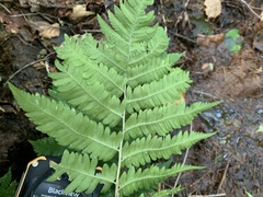 Dryopteris goldieana