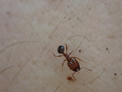 Pheidole crassicornis