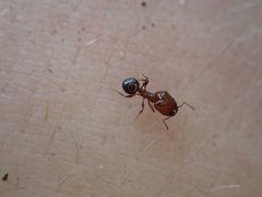 Pheidole crassicornis
