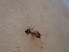 Pheidole crassicornis