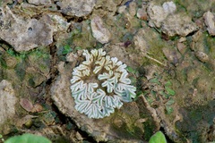 Riccia albida