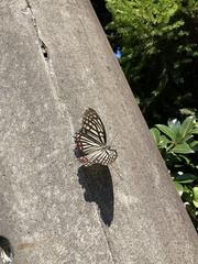 Hestina assimilis assimilis