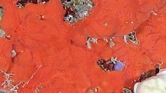 Clathria spinosa