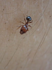 Pheidole crassicornis
