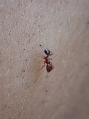 Pheidole crassicornis