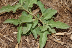 Solanum carolinense