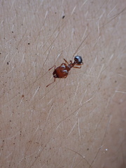 Pheidole crassicornis