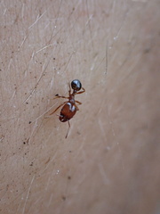 Pheidole crassicornis