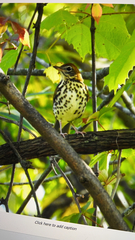 Hylocichla mustelina