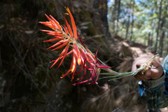 Pitcairnia robert-downsii