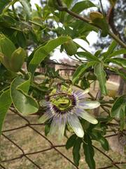 Passiflora caerulea