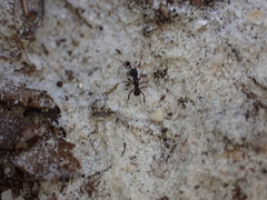 Cyphomyrmex rimosus