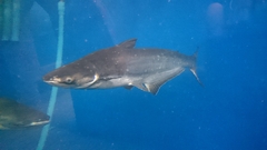 Pangasianodon