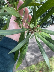 Tristaniopsis laurina
