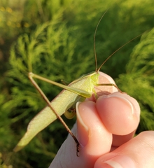 Scudderia curvicauda