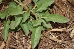 Solanum carolinense