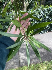 Tristaniopsis laurina