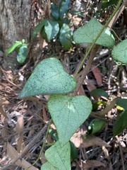 Echinostephia aculeata