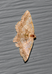 Digrammia ocellinata