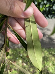 Tristaniopsis laurina