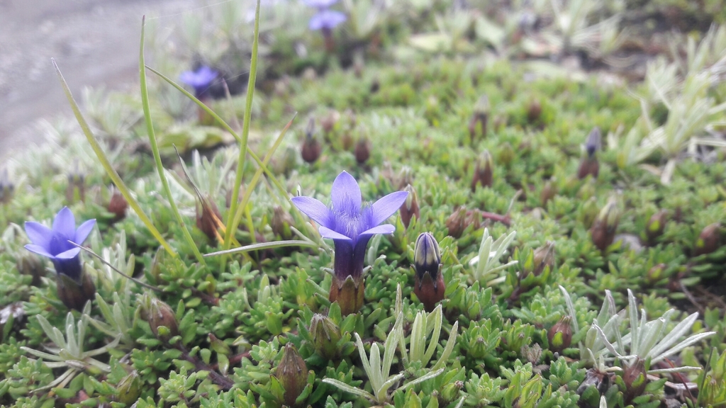 Cyananthus incanus
