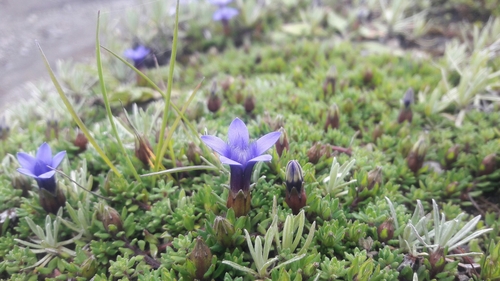 Cyananthus incanus