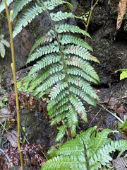 Polystichum setigerum