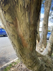 Tristaniopsis laurina