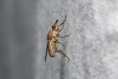 Dichetophora