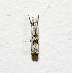 Microcrambus