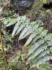 Polystichum setigerum