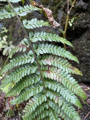 Polystichum setigerum