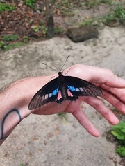 Parides zacynthus