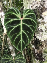 Philodendron verrucosum