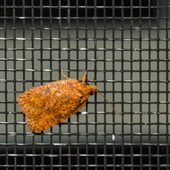 Agonopterix robiniella