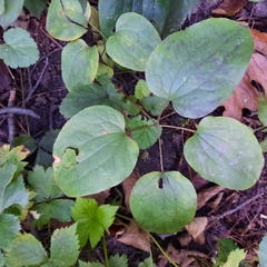 Smilax ecirrhata