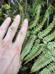 Polystichum setigerum