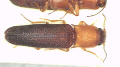 Doloporus thoracicus