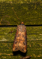 Agrotis ipsilon