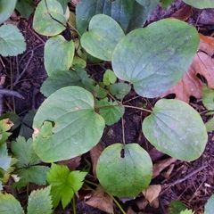 Smilax ecirrhata