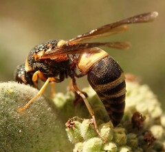Euodynerus hidalgo boreoorientalis