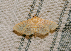 Herpetogramma pertextalis